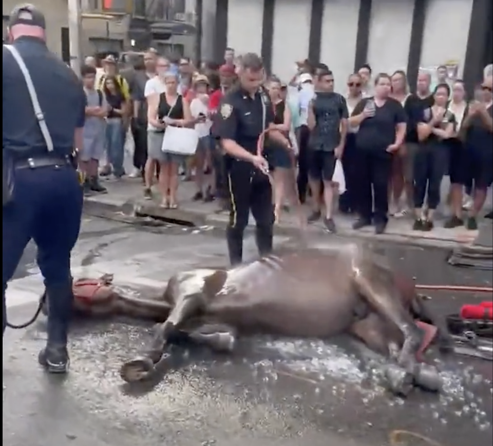 άλογα-και-γαϊδουράκια-στην-ελλάδα-ανύ-561999199