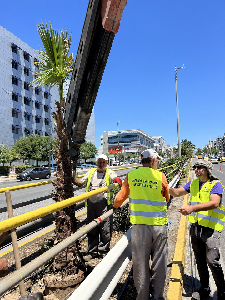 Η Λεωφόρος Συγγρού αλλάζει πρόσωπο: Φυτεύτηκαν 300 φοίνικες-1