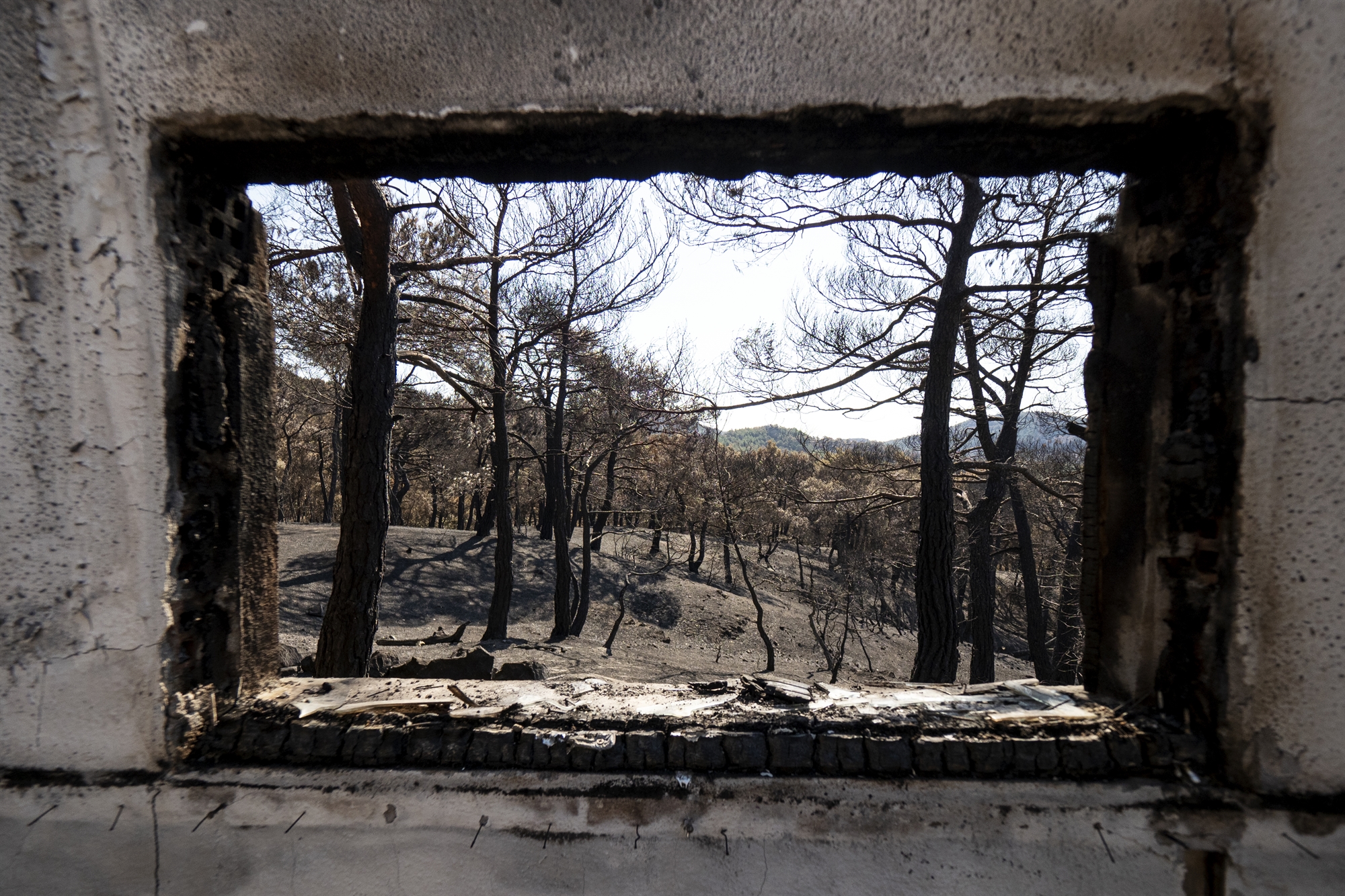 δαδιά-οι-καμένες-φωλιές-και-η-ελπίδα-γι-561989602