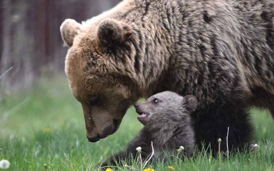 τι-συμβαίνει-με-τις-νεκρές-αρκούδες-στ-562007512