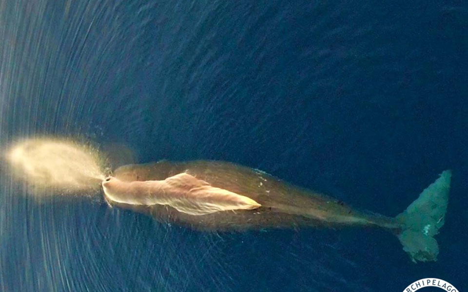 τεράστιος-φυσητήρας-εθεάθη-στο-αιγαί-562017505