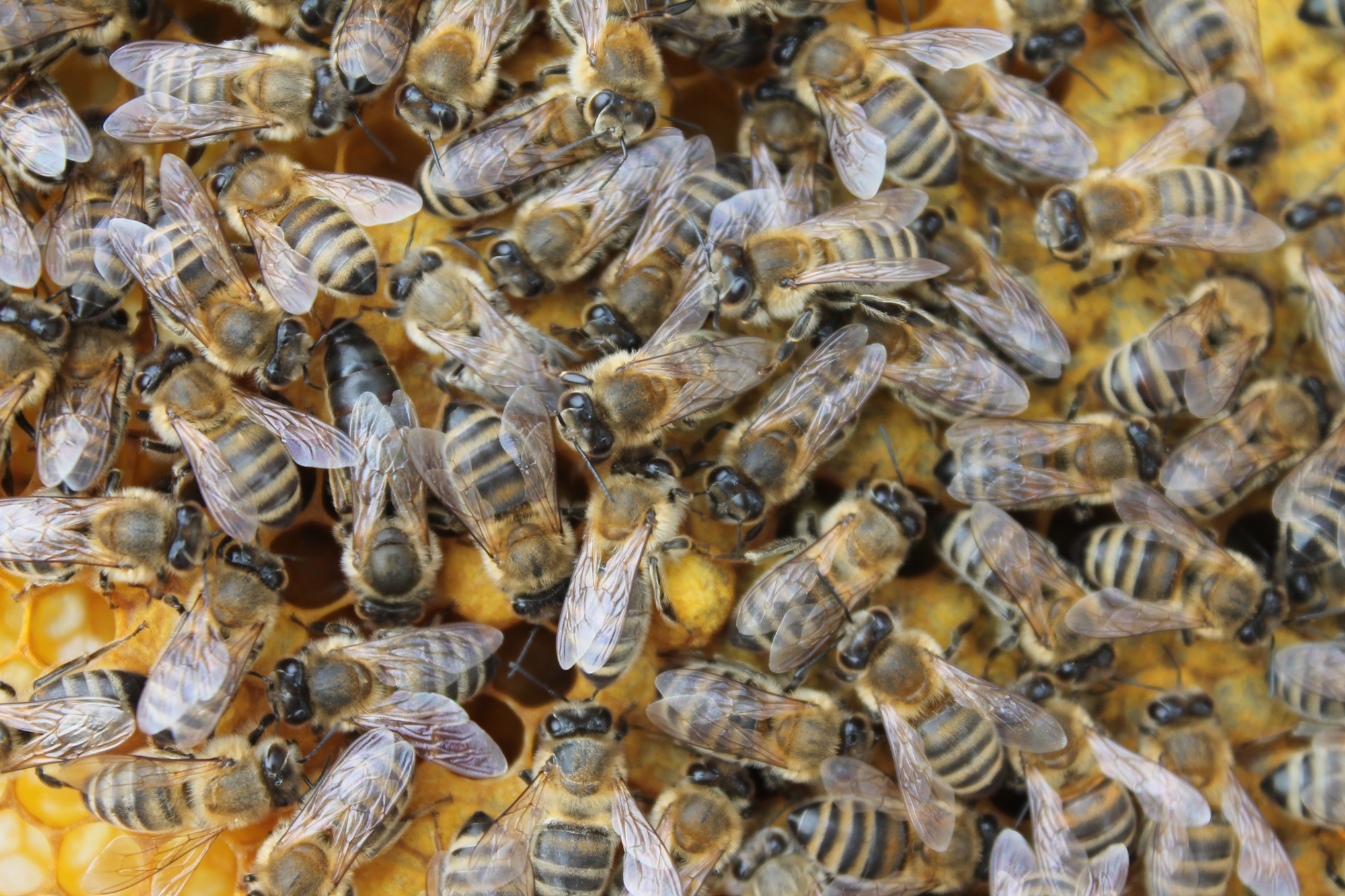 κλιματική-κρίση-γιατί-λιγοστεύουν-οι-562006099