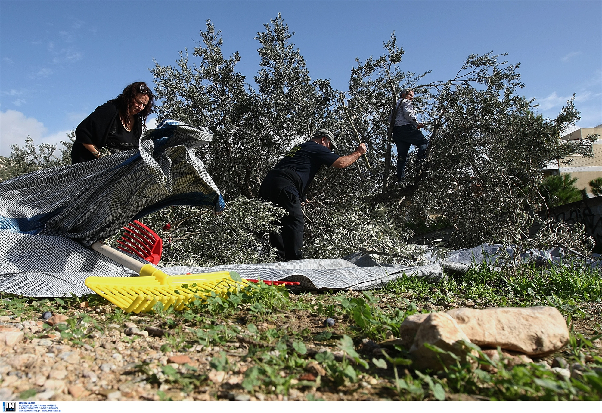 νέοι-ανταγωνιστές-για-το-ελληνικό-λάδ-562014670