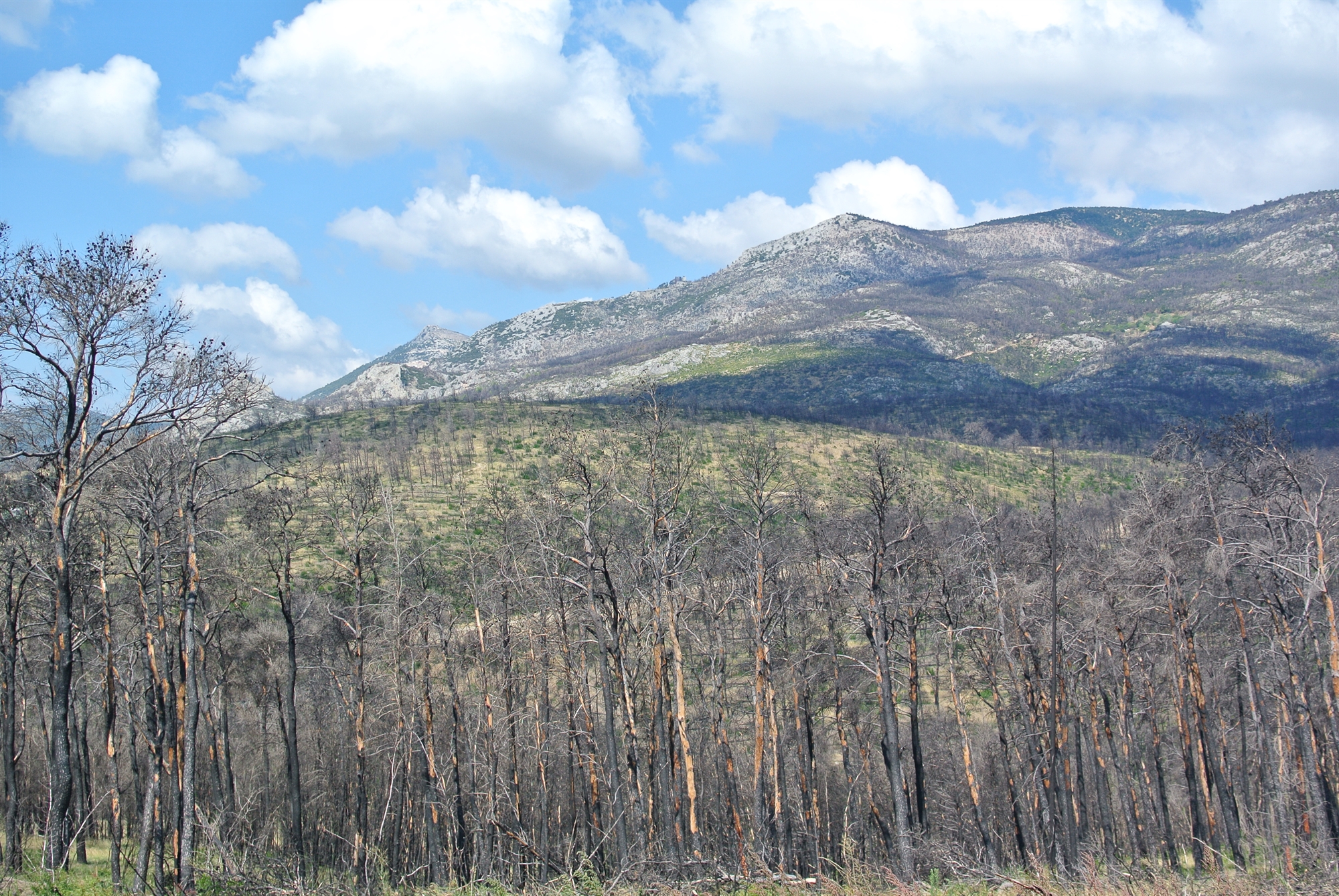 Αυτοψία στο Τατόι ένα χρόνο μετά τη φωτιά-3