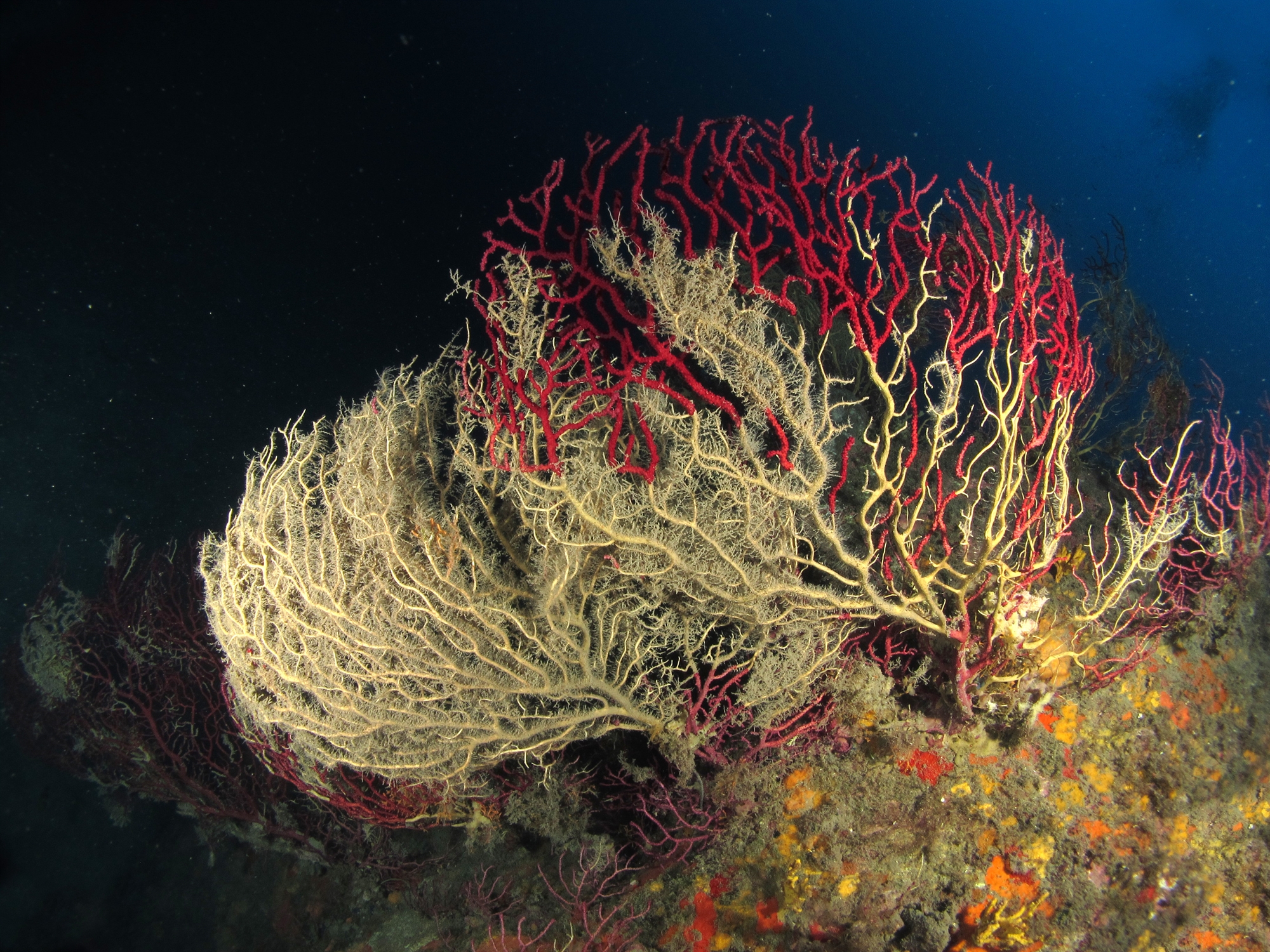 Οι παρατεταμένοι καύσωνες σκοτώνουν τη θαλάσσια ζωή και στο Αιγαίο-2
