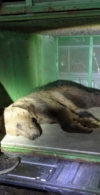 Η αρκούδα που «αγάπησε» την Καστοριά-1