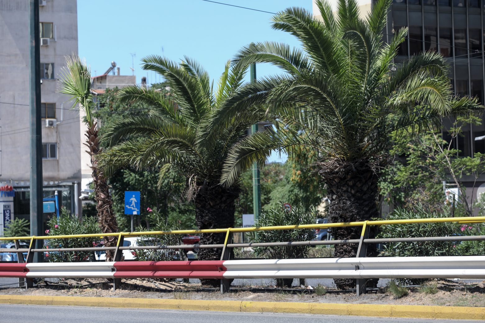 Η νησίδα της Συγγρού γέμισε με Ουασιγκτόνιες. Θα καταφέρουν να μεγαλώσουν;-1