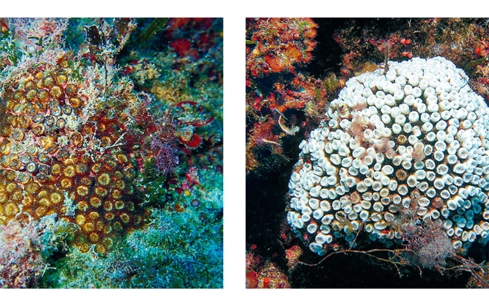 οι-παρατεταμένοι-καύσωνες-σκοτώνουν-561993184