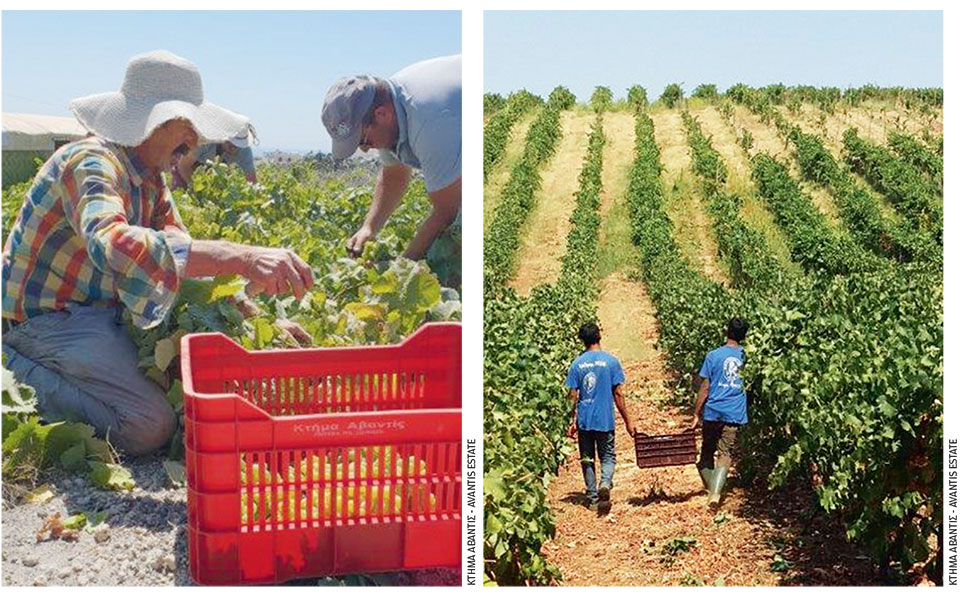 γλυκός-ο-φετινός-τρύγος-για-τους-οιν-562002049