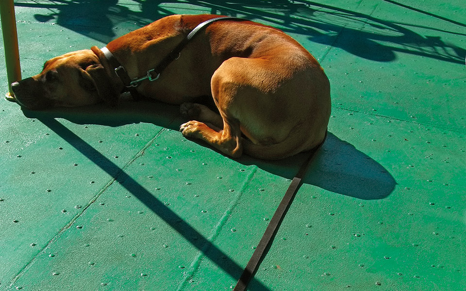 ψυχραιμία-δεν-κακοποιούν-όλοι-τα-ζώα-τ-561994792