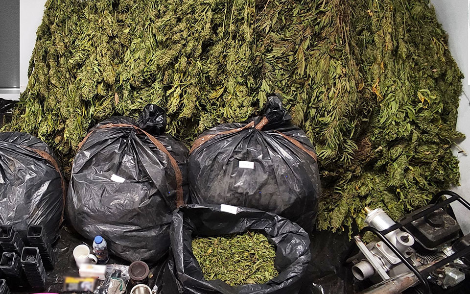 φτωχή-η-σοδειά-της-ελ-ασ-σε-φυτείες-κάν-561986548