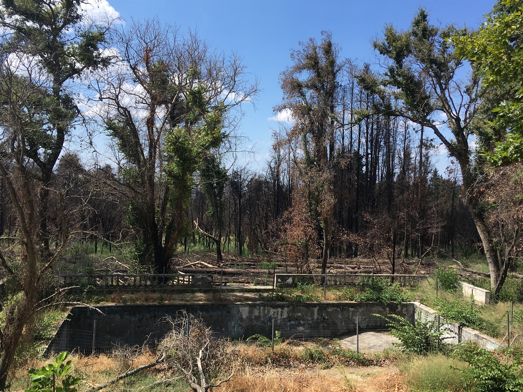 Αυτοψία στο Τατόι ένα χρόνο μετά τη φωτιά-2