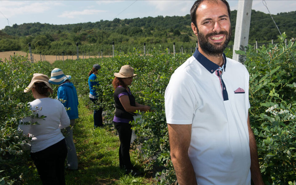 τα-μύρτιλα-από-το-αμύνταιο-φλώρινας-πο-562007566