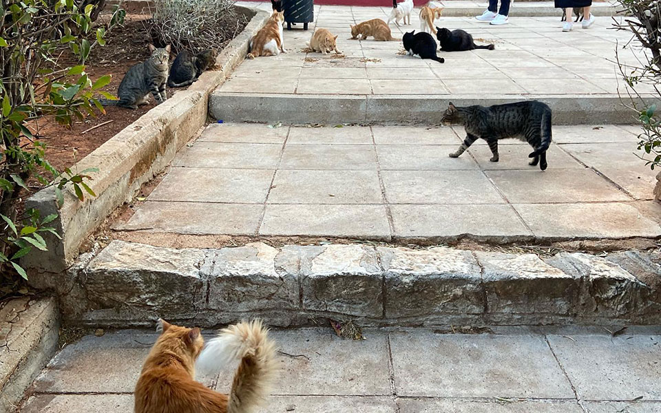 Ποιος φροντίζει τις γάτες της Αθήνας όταν λείπουμε όλοι;-1