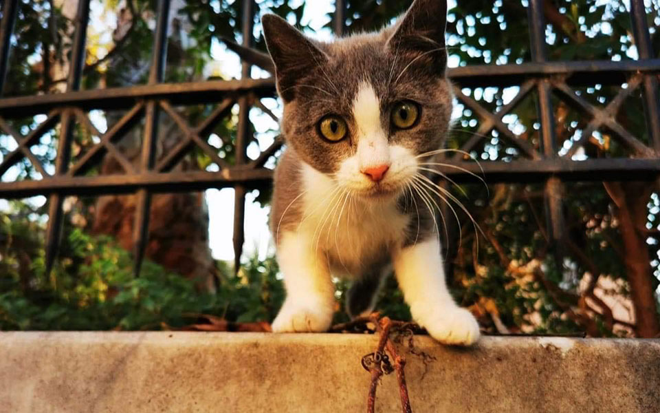 Ποιος φροντίζει τις γάτες της Αθήνας όταν λείπουμε όλοι;-2