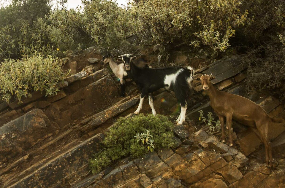 κρήτη-is-a-state-of-mind-561999196