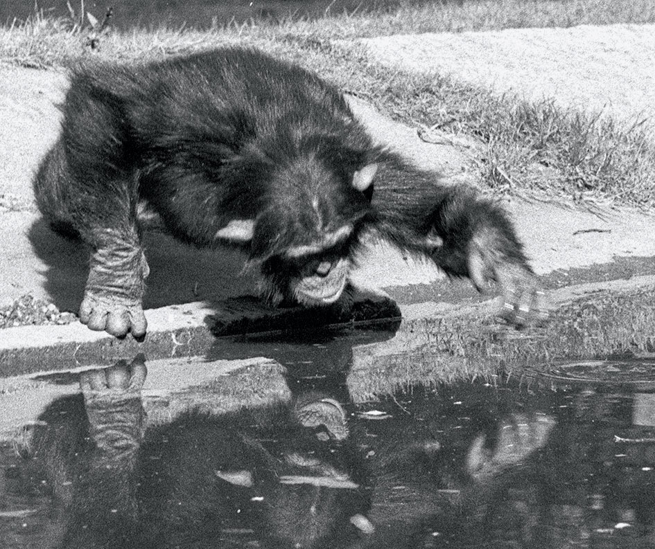 Φρανς ντε Βάαλ στην «Κ»: «Γιατί δεν είμαστε ανώτεροι από τα ζώα»-2