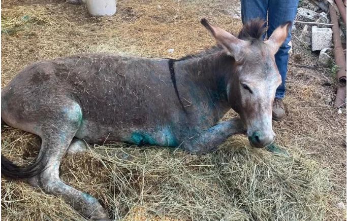 προς-ευθανασία-το-γαϊδουράκι-που-κακο-562019716
