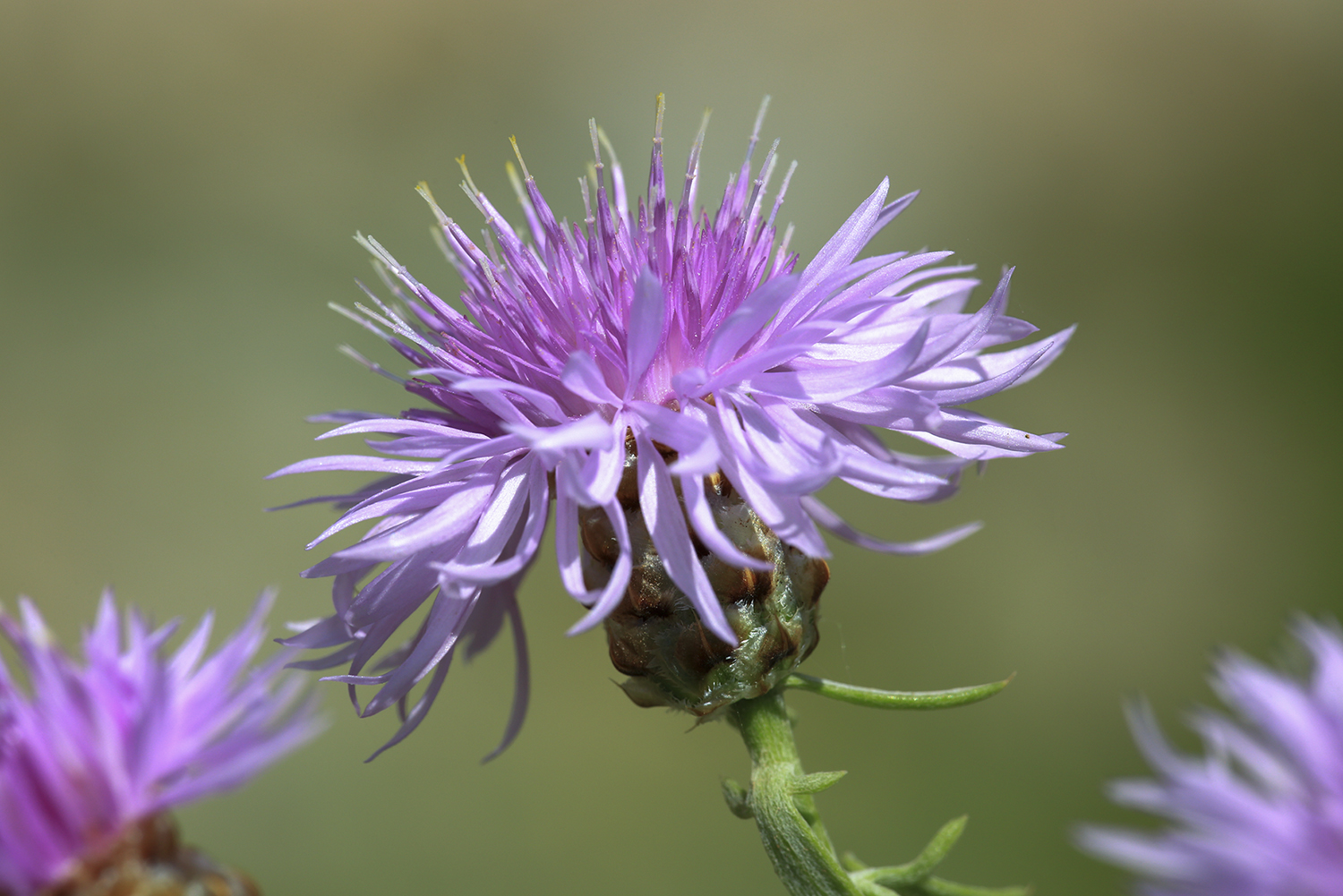Οι άγνωστες καλλονές των Εχινάδων Νήσων σ’ ένα φωτογραφικό λεύκωμα-3