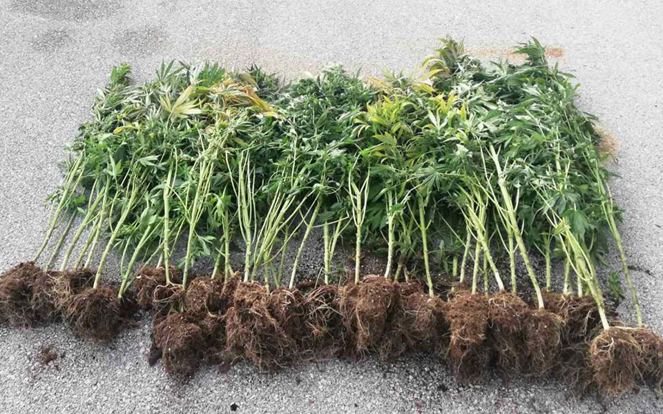 σαλαμίνα-σύλληψη-54χρονου-για-καλλιέργ-561985276