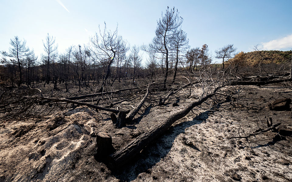 Οδοιπορικό στo πληγωμένo δάσος της Δαδιάς – Πώς σώθηκε ο πυρήνας του-1