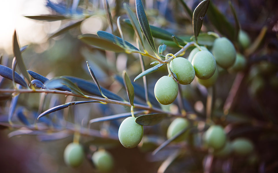 τι-κάνει-ένα-φαγητό-ελληνικό-ένα-πολύτ-561991783