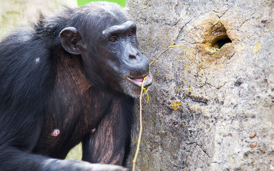 φρανς-ντε-βάαλ-στην-κ-γιατί-δεν-είμα-562006858