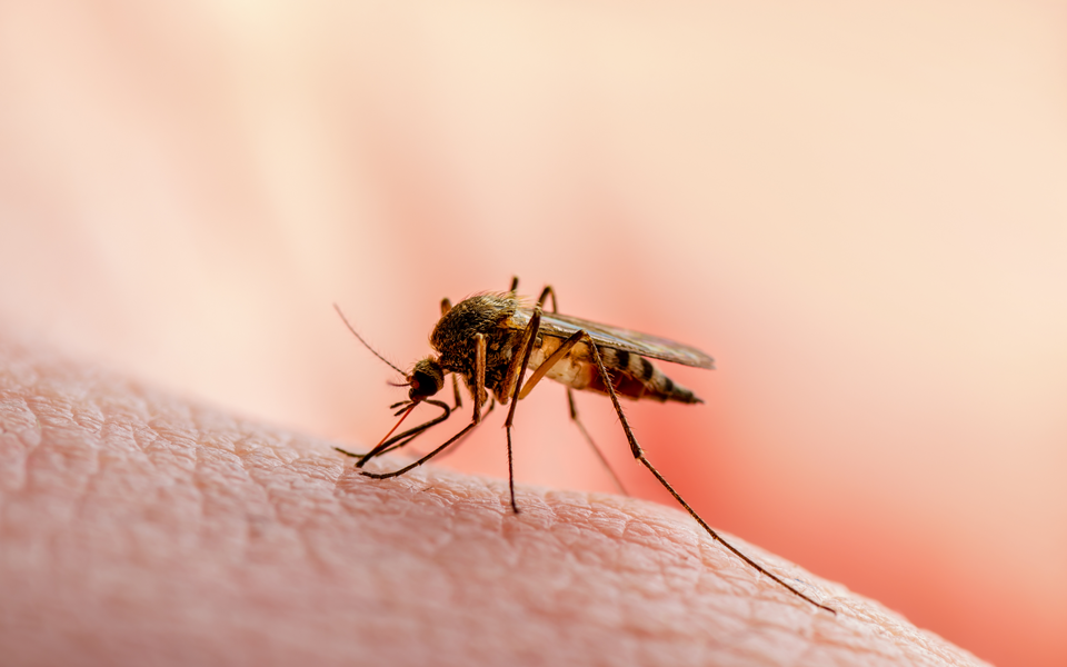 ιός-δυτικού-νείλου-συνολικά-123-κρούσμα-562019302