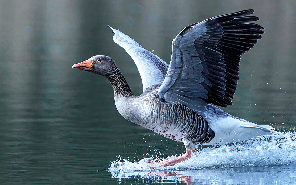 το-διαρκές-καλοκαίρι-της-αγριόχηνας-562010959