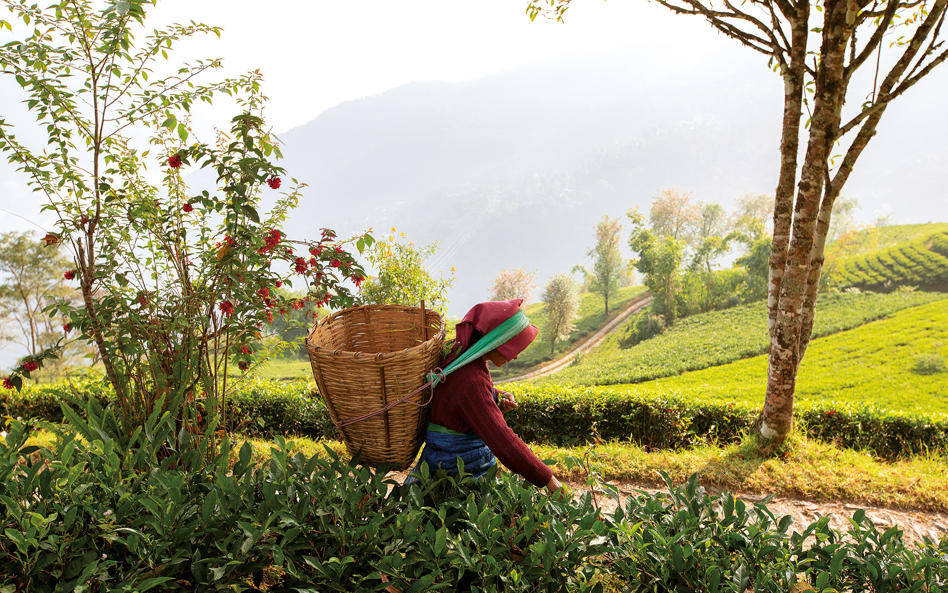 μια-ουτοπία-στη-σκιά-των-ιμαλαΐων-στ-562047070