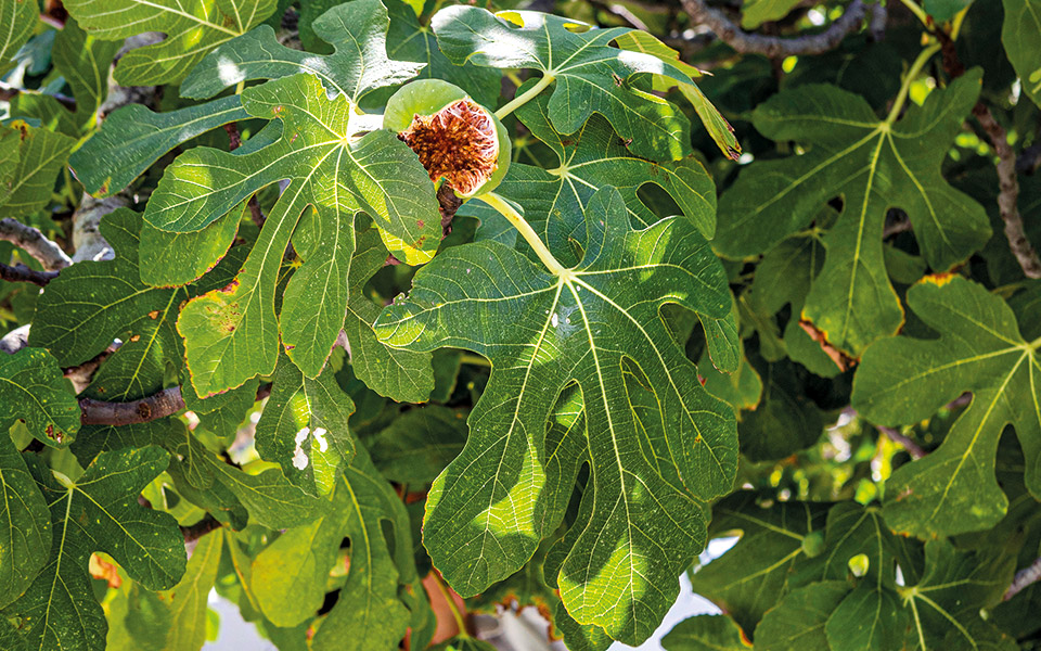 πώς-να-καλλιεργήσετε-σύκα-στον-κήπο-σα-562033348