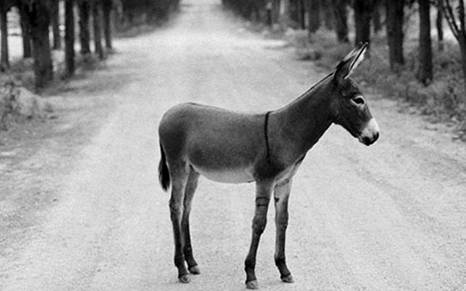 to-γαϊδουράκι-του-λίντον-τζόνσον-και-το-562022437