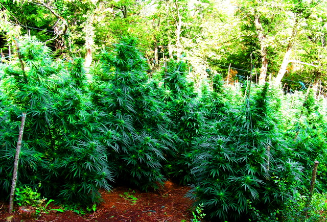 Αστυνομική επιχείρηση για τη μεγάλη φυτεία κάνναβης που βρέθηκε στον Όλυμπο (βίντεο)-1