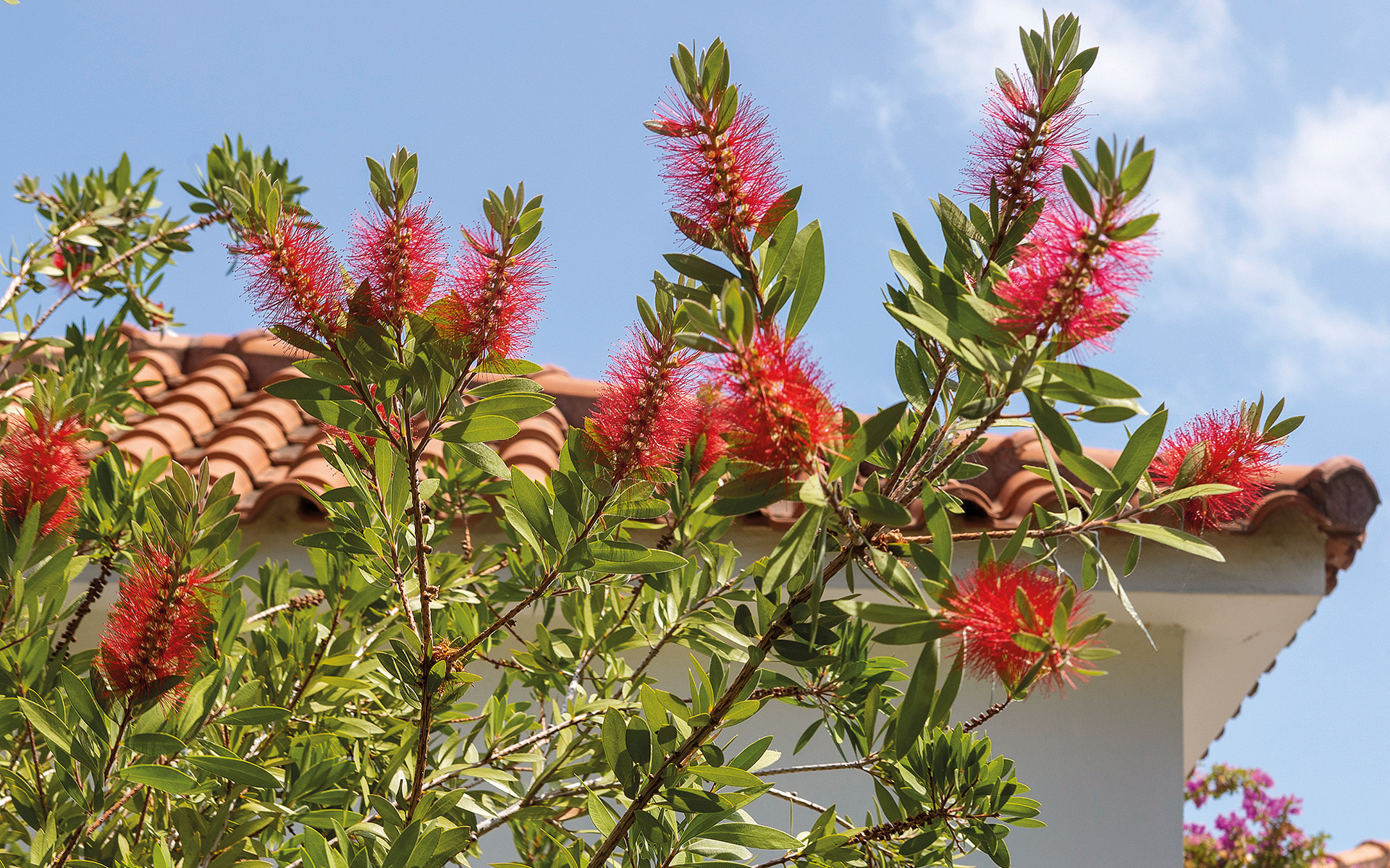 ρίζες-γνωρίστε-τον-αειθαλή-καλλιστήμ-562058593