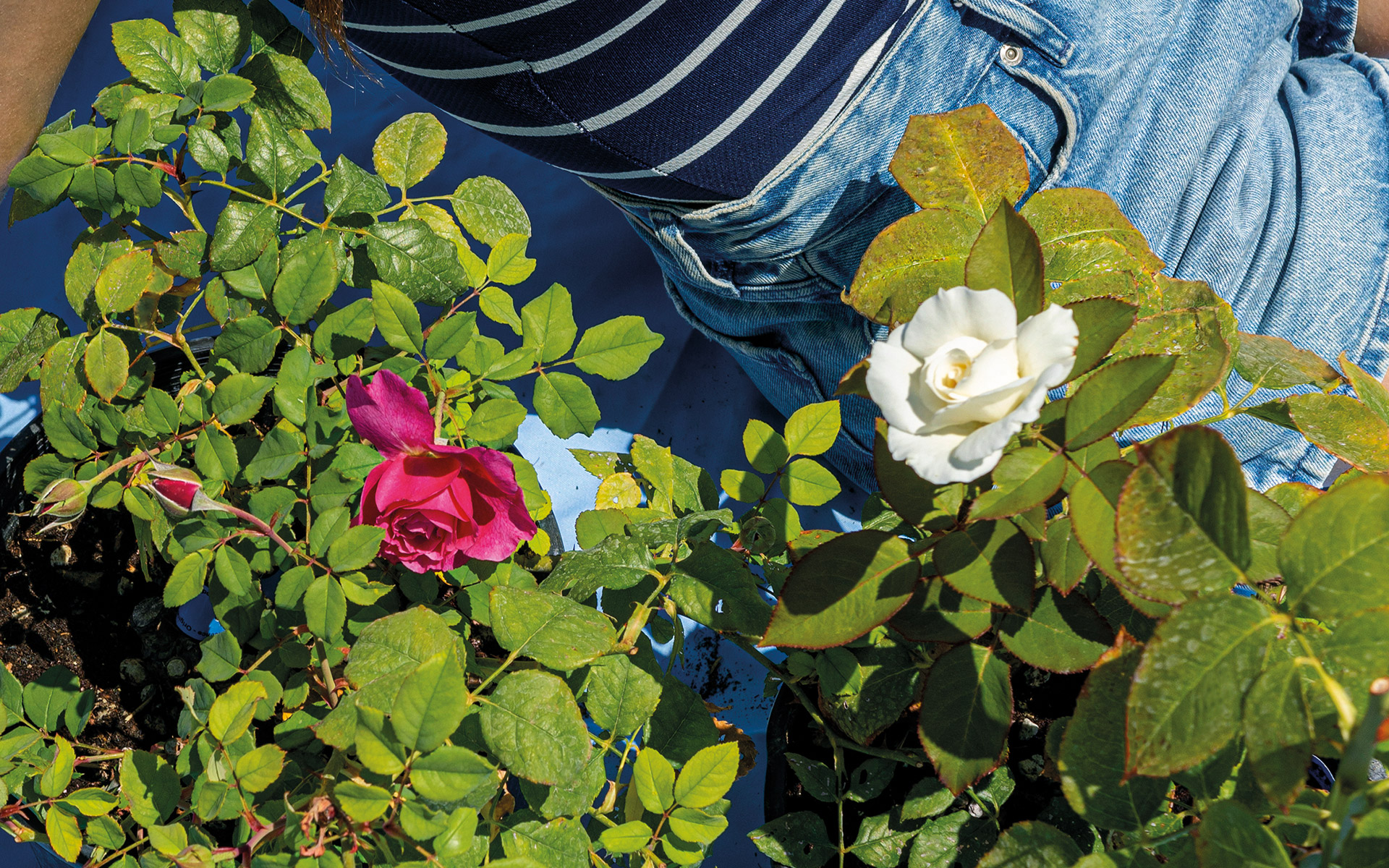 το-τριαντάφυλλο-του-έρωτα-562046833