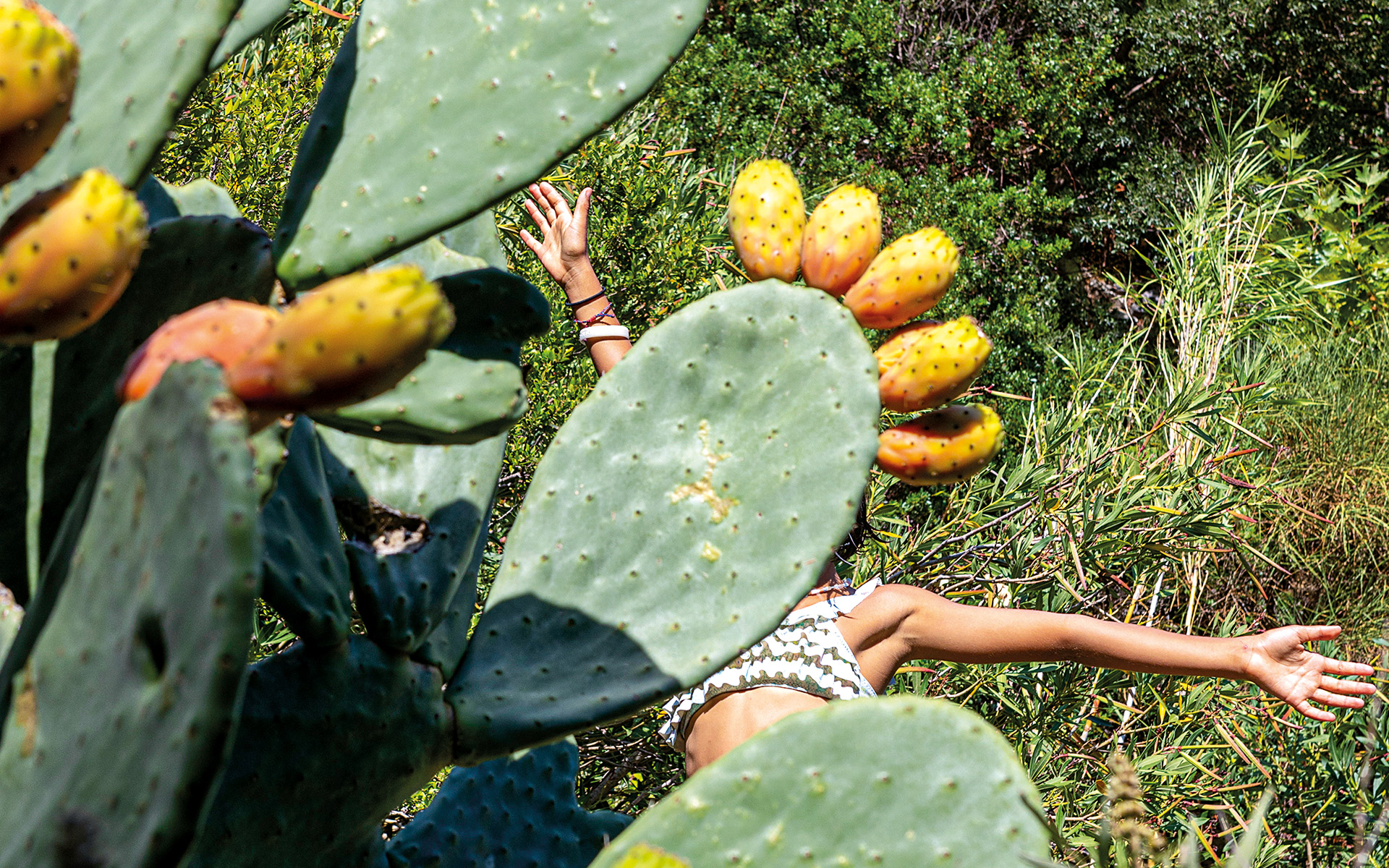 φραγκοσυκιά-ένας-γευστικός-και-ωφέλι-562069972