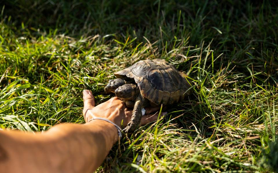 ελβετία-ο-ιανός-κλείνει-τα-25-και-γίνετα-562025395