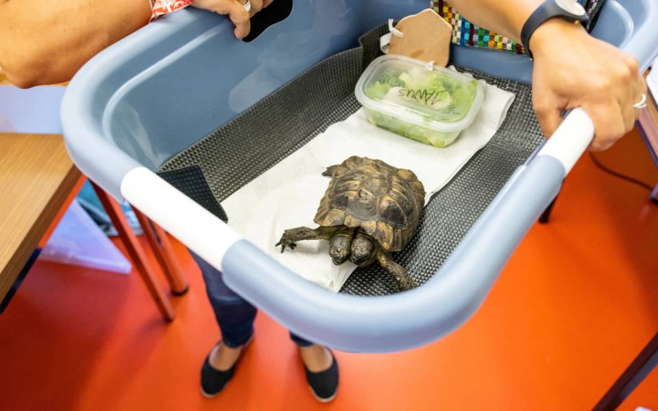 Ελβετία: Ο Ιανός κλείνει τα 25 και γίνεται η γηραιότερη δικέφαλη χελώνα στον κόσμο-2