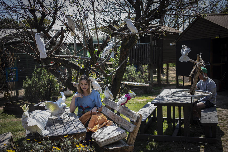 Παπαγάλοι στην Νότιο Αφρική