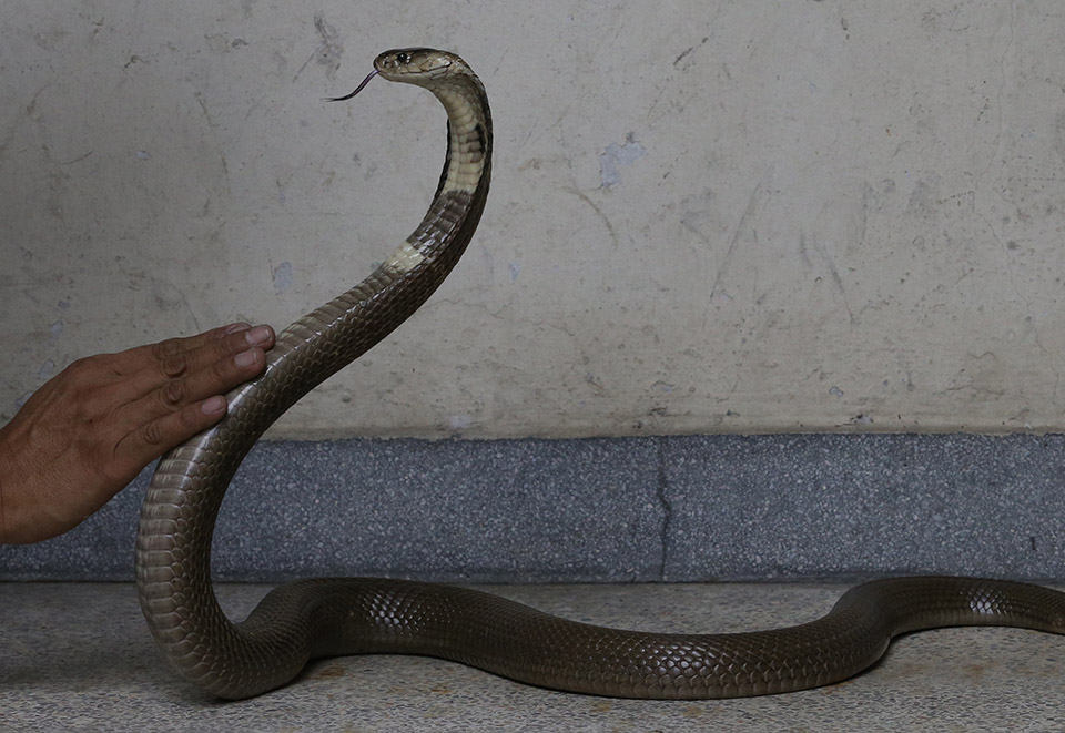 Γητευτής- πυροσβέστης