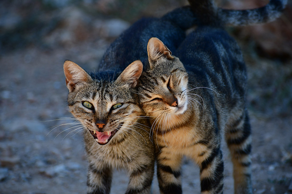 Στο Ναύπλιο