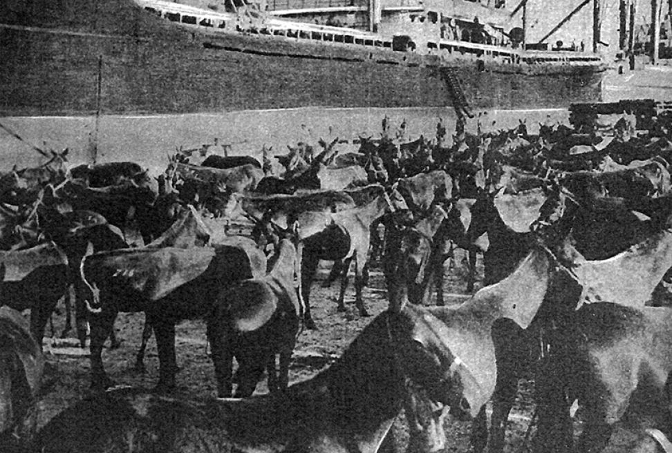 To γαϊδουράκι του Λίντον Τζόνσον και το χρέος της Ελλάδας προς τους όνους-2