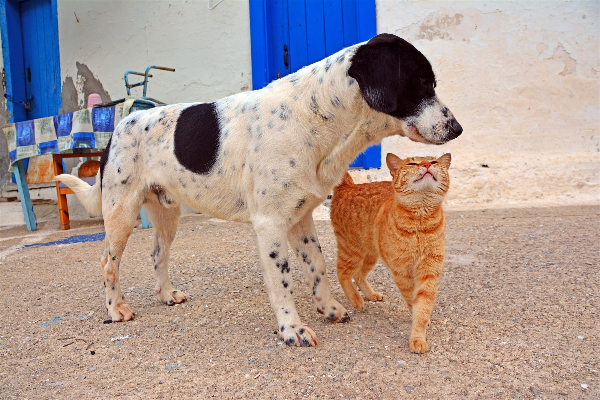 επιδημία-η-εγκατάλειψη-και-η-κακοποίη-562025695