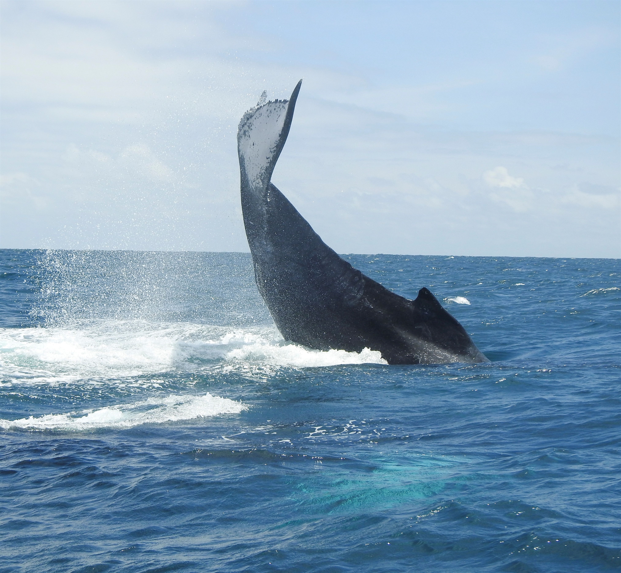 Το τραγούδι των φαλαινών ταξιδεύει στους ωκεανούς-1
