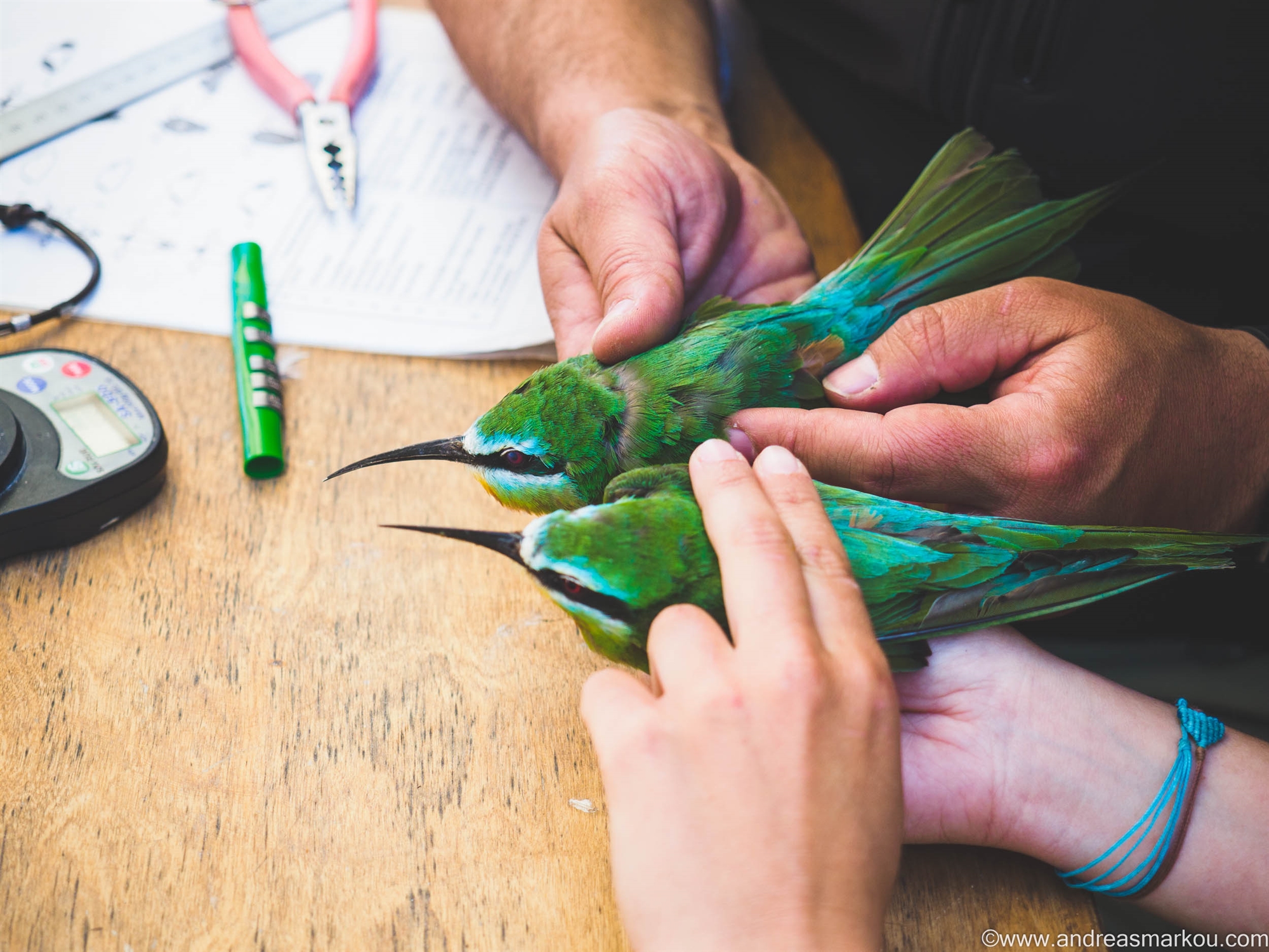Οι επίμονοι φρουροί της άγριας φύσης-2