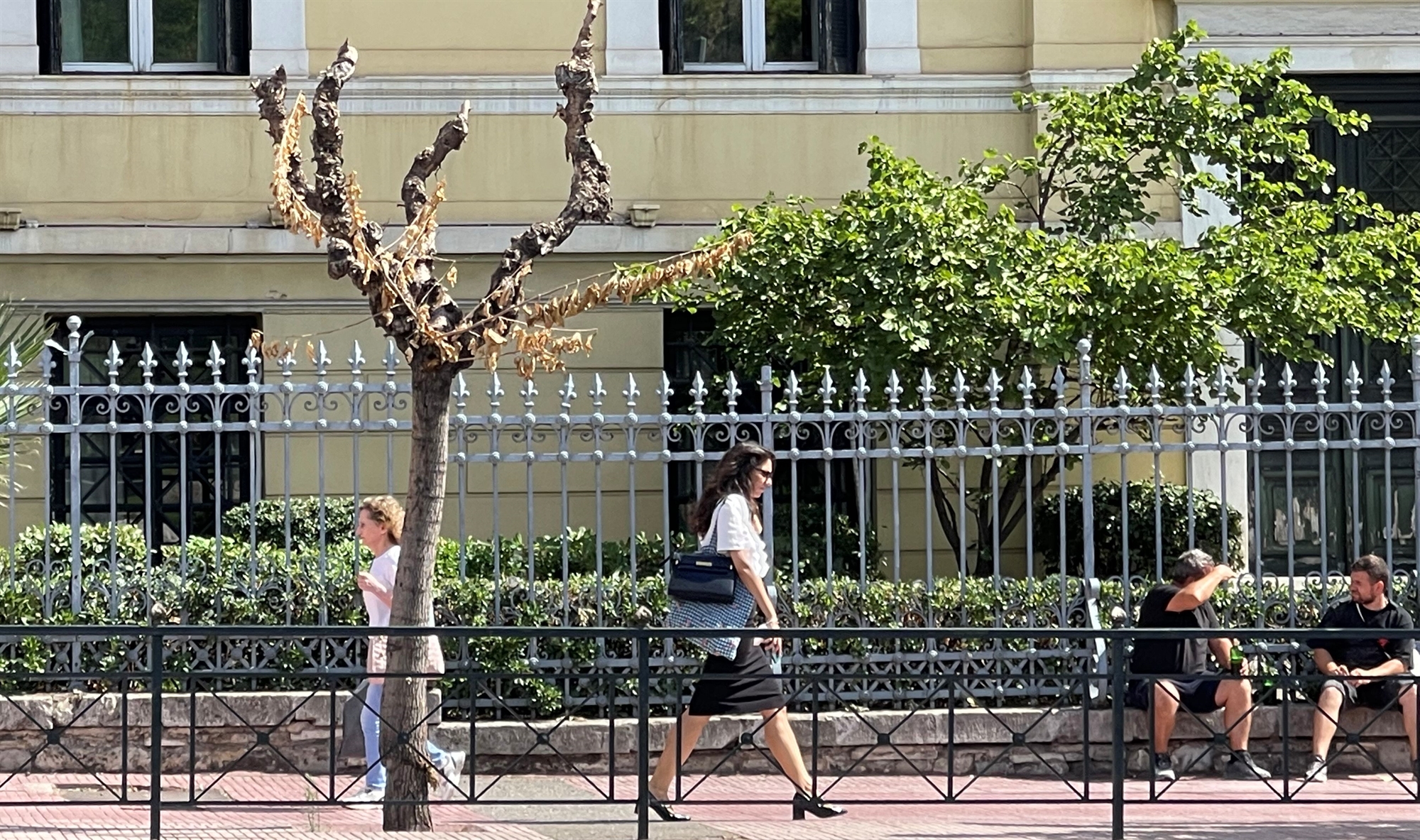 το-κινεζικό-σκαθάρι-κατατρώει-τις-μ-562028806