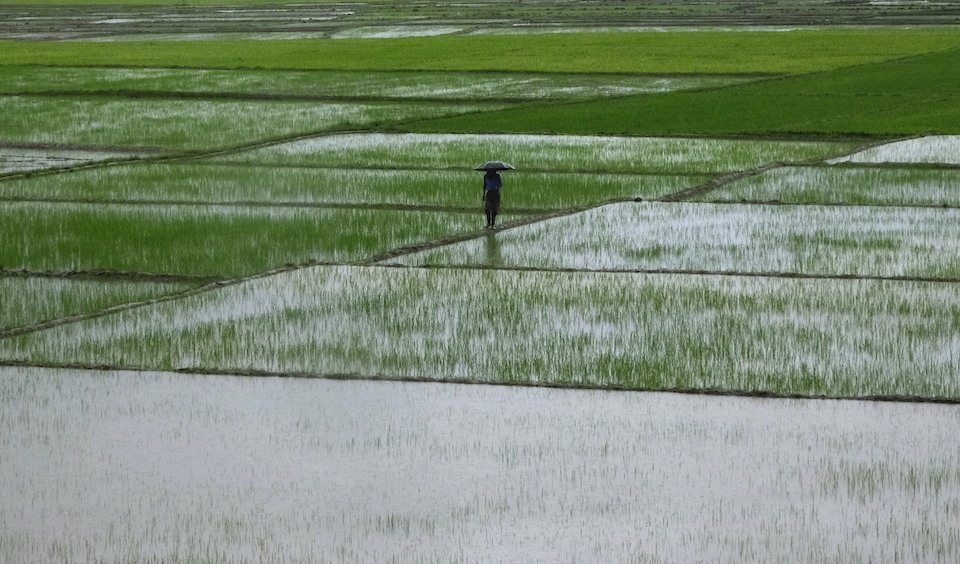 ινδία-περιορίζει-τις-εξαγωγές-ρυζιού-562035958