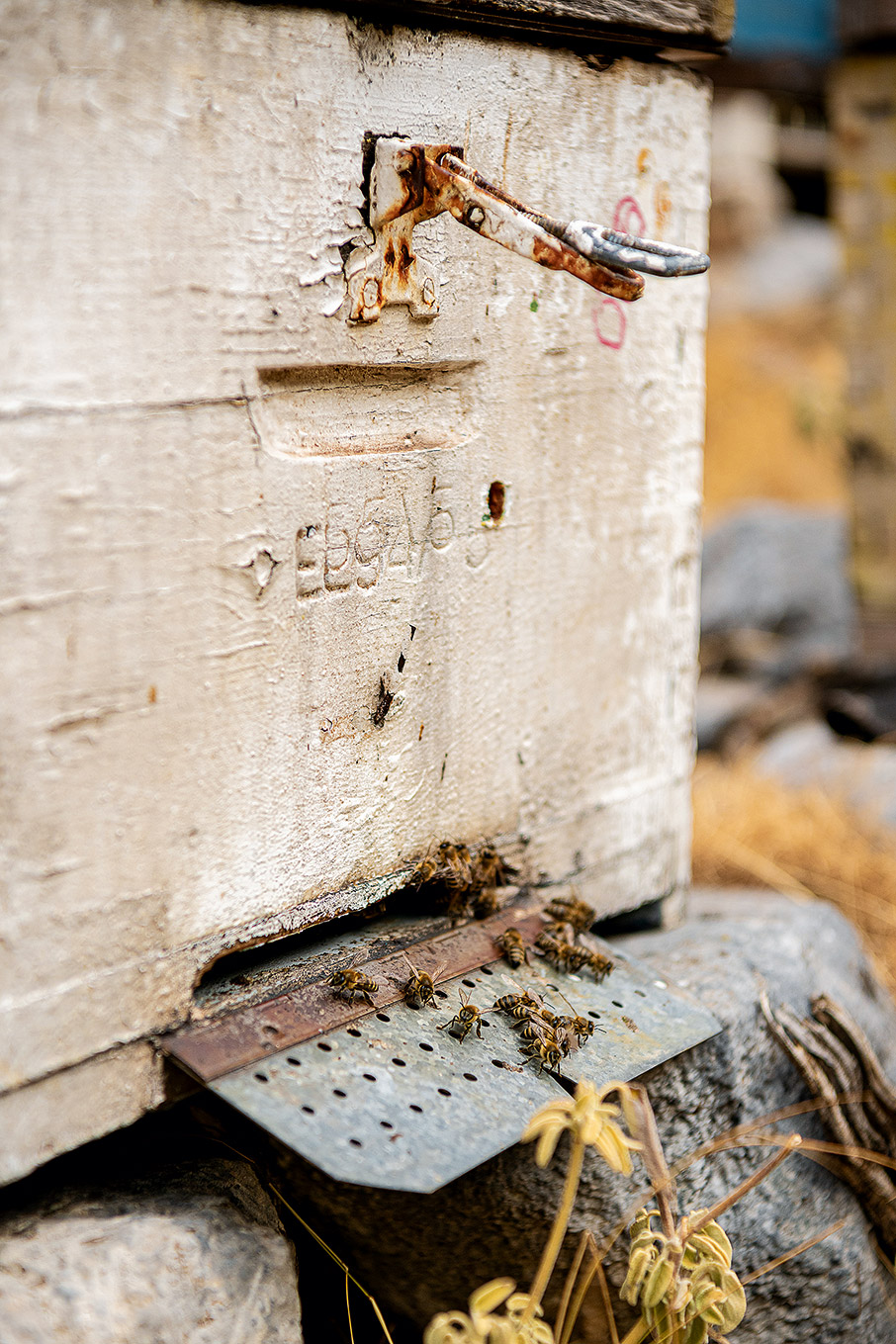 Κρήτη: Αναζητώντας το ξεχωριστό μέλι της Σαμαριάς-1
