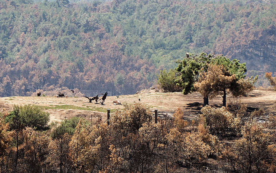 δαδιά-οι-καμένες-φωλιές-και-η-ελπίδα-γι-562022524