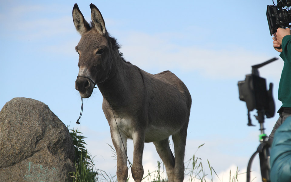 ο-γαϊδαράκος-eo-στη-διεθνή-κούρσα-για-562022317
